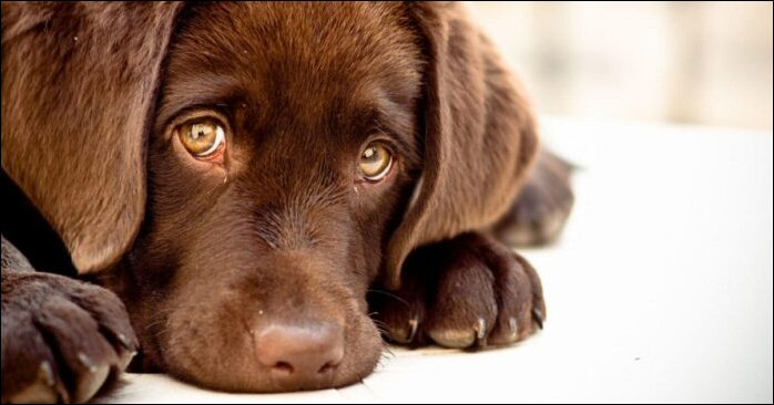 Preghiera Del Cane Randagio Italiador