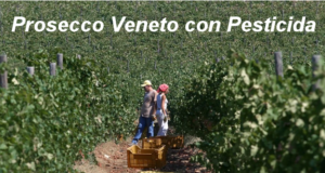 Veneto, per salvare il prosecco la Regione vuole usare il pesticida vietato e neurotossico
