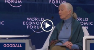 Jane Goodall, proteggere le scimmie ma ridurre l’umanità del 90%