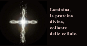 Laminina, la proteina divina, collante delle cellule.